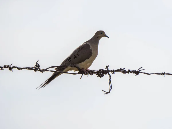 Mourning Dove Wire Prairie Saskatchewan Canada — Stock Photo, Image