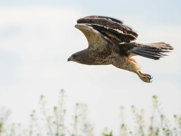 Swainson Hawk Prairie Saskatchewan Tijdens Vlucht — Stockfoto