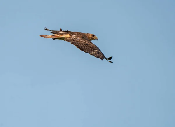 Swainson Hawk Prairie Στο Saskatchewan Κατά Την Πτήση — Φωτογραφία Αρχείου