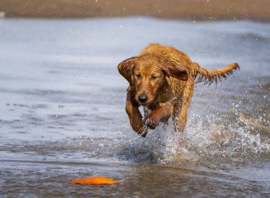 Safkan Golden Retreiver Canada kaçıyor 