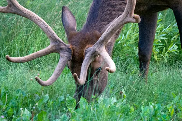 Close Elk Canada Grazing Northern Saskatchewan — Stock Photo, Image