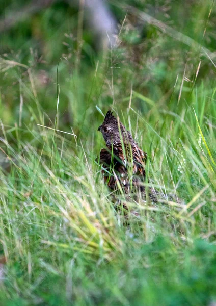 Spruce Grouse Close Norte Saskatchewan Canadá — Fotografia de Stock