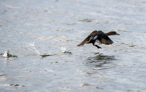 Merganzer Flight Canada Decolagem Lago — Fotografia de Stock