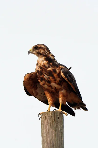 Swainson Hawk Prairie Saskatchewan Kanada Yazı — Stok fotoğraf