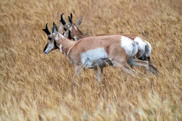 Pronghorn Antelope Prairie Canadá Campo Trigo Saskatchewan — Fotografia de Stock