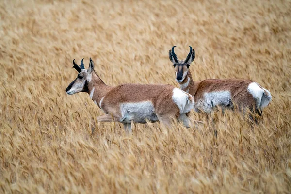 Pronghorn Antelope Prairie Kanada Polu Pszenicy Saskatchewan — Zdjęcie stockowe
