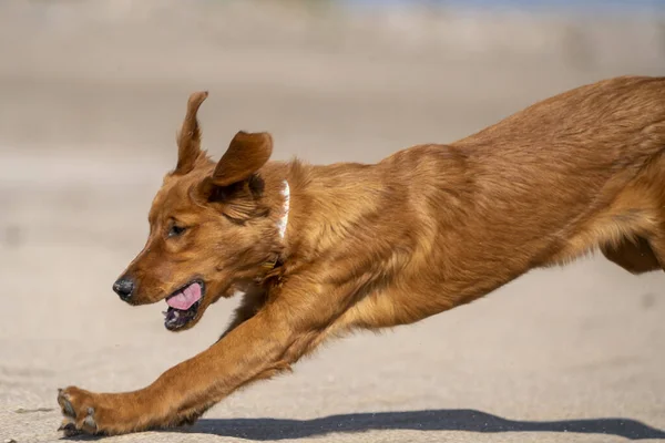 Purebred Golden Retreiver Καναδάς Στο Τρέξιμο — Φωτογραφία Αρχείου