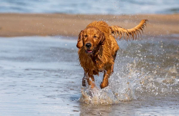 Reinrassiger Golden Retreiver Kanada Auf Der Flucht — Stockfoto