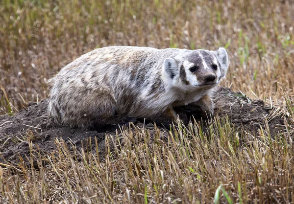 Close Badger Den Saskatchewan Canada — Stock Photo, Image