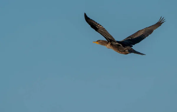 Skarv Flyg Prairie Saskatchewan Kanada — Stockfoto