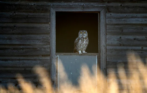 Young Great Horned Owl Barn Window — Stock Photo, Image