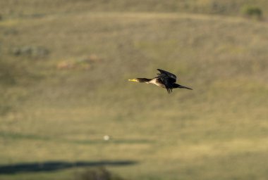 Kanada 'da Saskatchewan Uçuşunda Karabatak