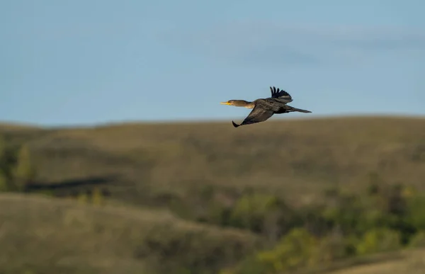 Cormorão Voo Pradaria Saskatchewan Canadá — Fotografia de Stock