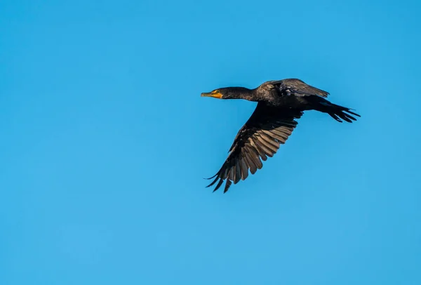 Cormoran Vol Dans Les Prairies Saskatchewan Canada — Photo