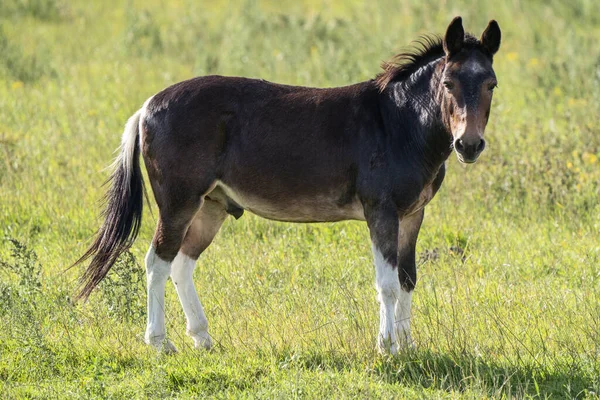 Ung Hane Häst Gård Fält Saskatchewan — Stockfoto