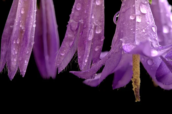 Campanula rotundifolia — Stock Photo, Image