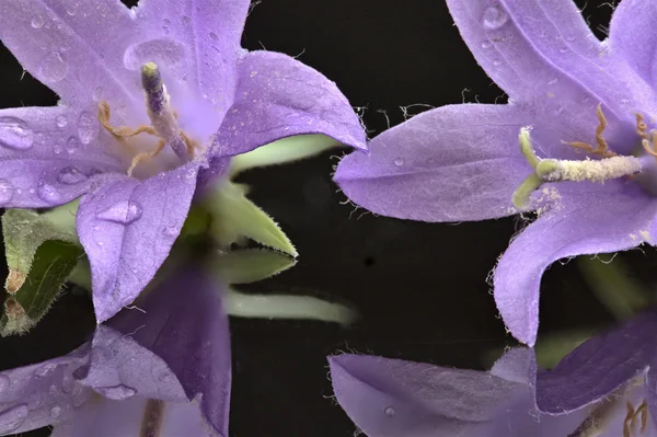 Campanula rotundifolia — Stock fotografie