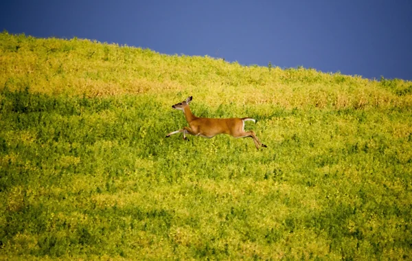 鹿在农民领域 — 图库照片