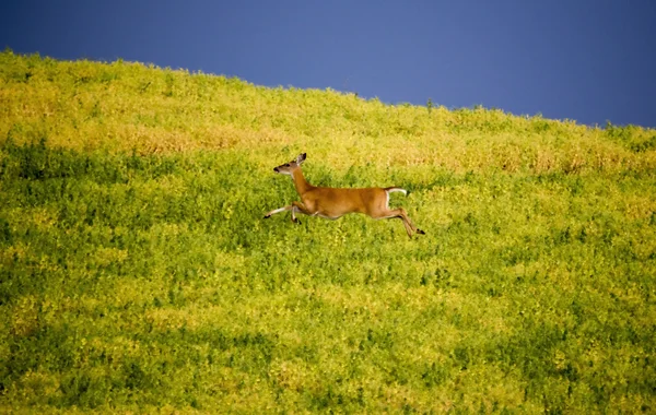 Cervi nel campo degli agricoltori — Foto Stock