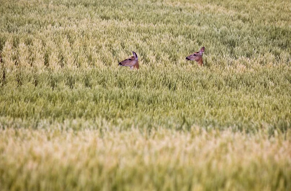 Jelen v oboru zemědělci — Stock fotografie