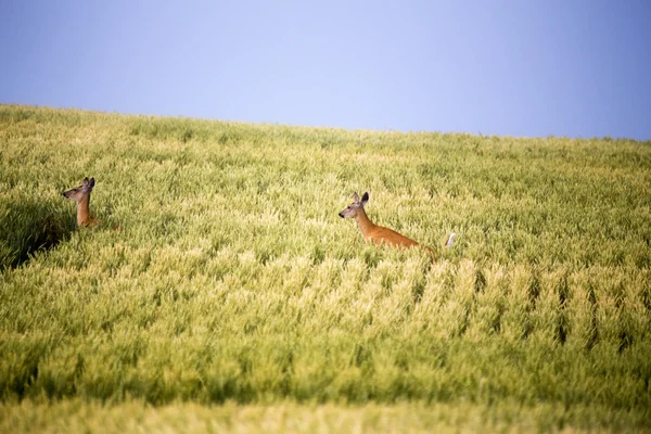 Herten in boeren veld — Stockfoto