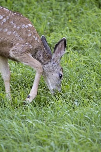 Deer fawn grazing — Stock Photo, Image