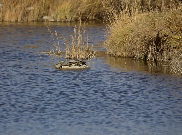 Painted Turtles on a rock — Stock Photo, Image