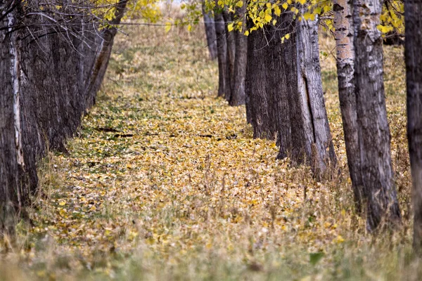 Alberi di autunno — Foto Stock