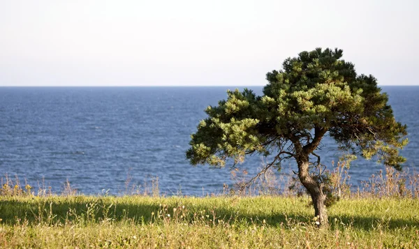 Árvore solitária — Fotografia de Stock