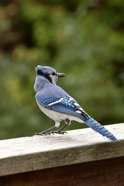 Blue Jay at feeder — Stock Photo, Image