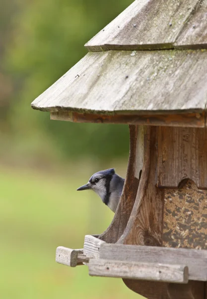 Blue Jay al feeder — Foto Stock