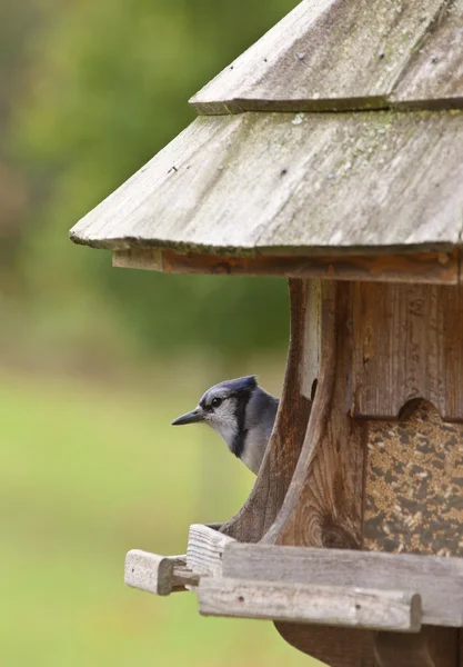 Blue Jay at feeder — Stock Photo, Image