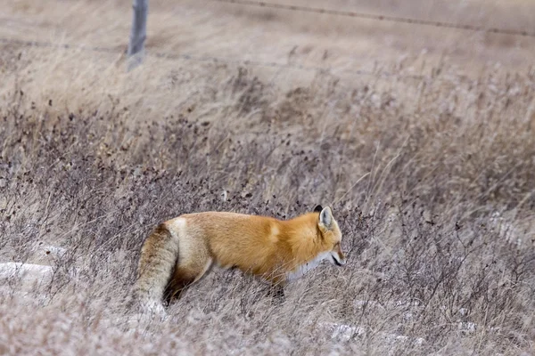 Fox in Winter — Stock Photo, Image