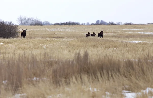 Moose in een veld — Stockfoto