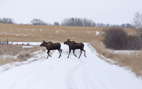 Moose in een veld — Stockfoto