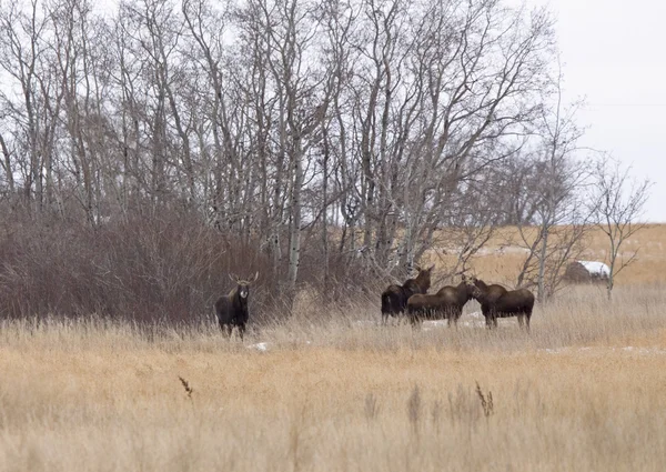 Moose in een veld — Stockfoto