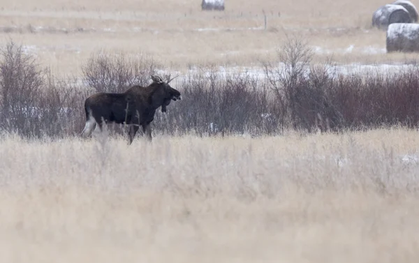Moose in een veld — Stockfoto