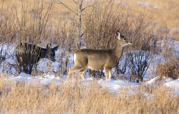 겨울에는 사슴 — 스톡 사진