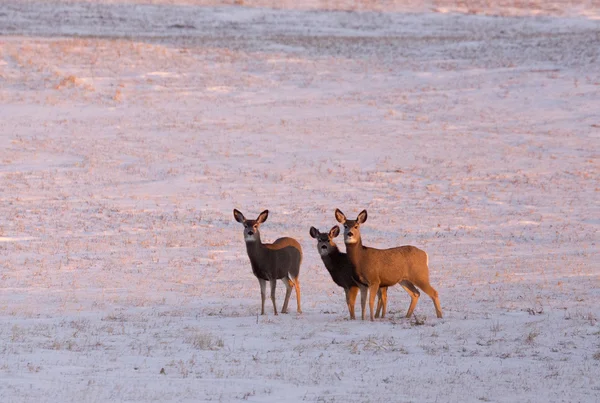 Rotwild im Winter — Stockfoto