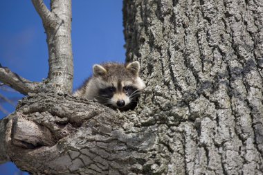 Racoon kışın