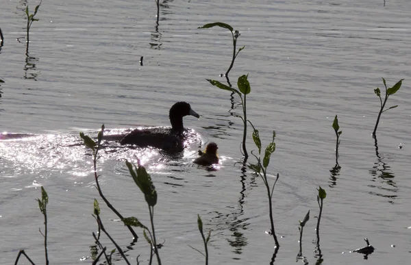 赤ちゃんと一緒にアメリカの Coot — ストック写真