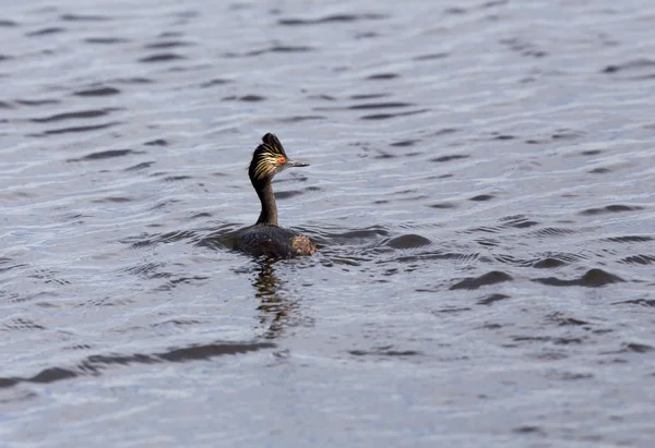 Eared Grebe — Stock Photo, Image