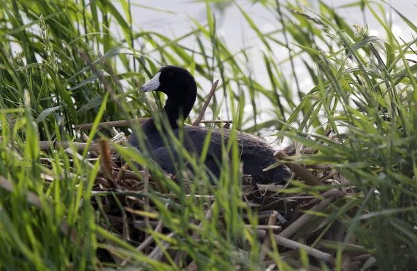 Blässhühner im Nest — Stockfoto