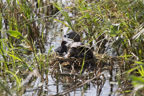 Coot americano com bebê no ninho — Fotografia de Stock