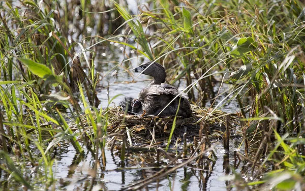 Coot americano com bebê no ninho — Fotografia de Stock