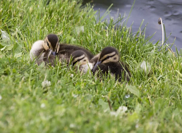 Baby Ducks — Stock Photo, Image
