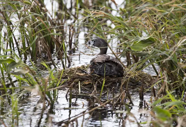 Coot americano com bebê no ninho — Fotografia de Stock