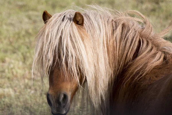 Hest på græs tæt på - Stock-foto