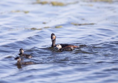 Bebeklerle kulaklı batağan