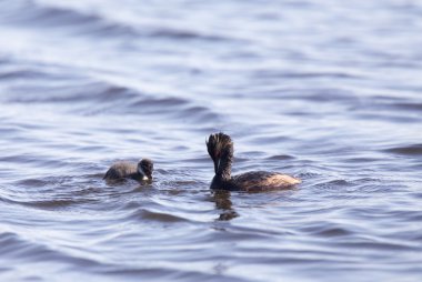 Bebeklerle kulaklı batağan